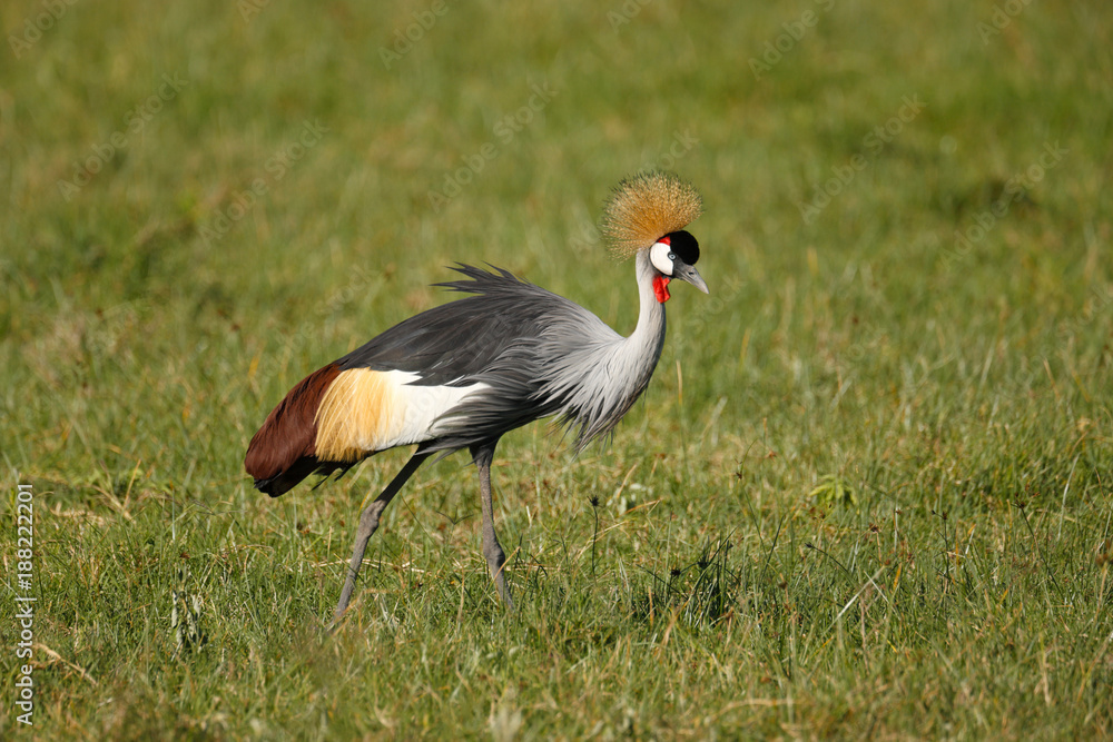 Fototapeta premium Crowned Crane