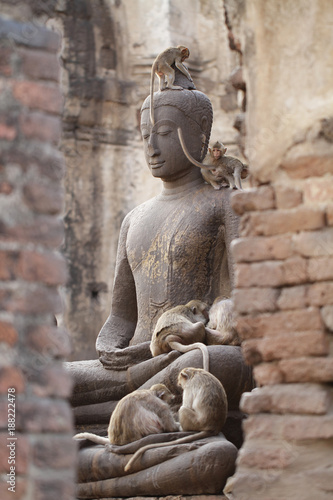 Monkey family sitting playing on ancient damaged Buddha statue, Candid animal wildlife, group of mammal on historical travel destination in Asia, home decoration wallpaper © biggereye