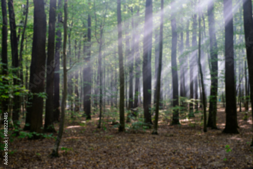 Fototapeta Naklejka Na Ścianę i Meble -  sun beams shine through the trees in autumn