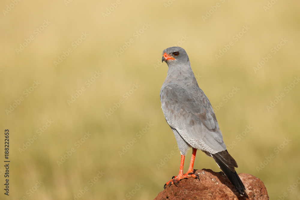 Obraz premium Dark Chanting Goshawk
