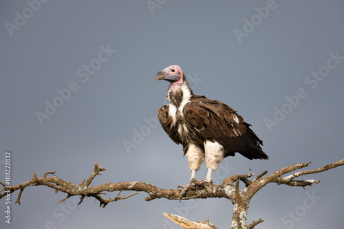 Lappet-faced Vulture photo