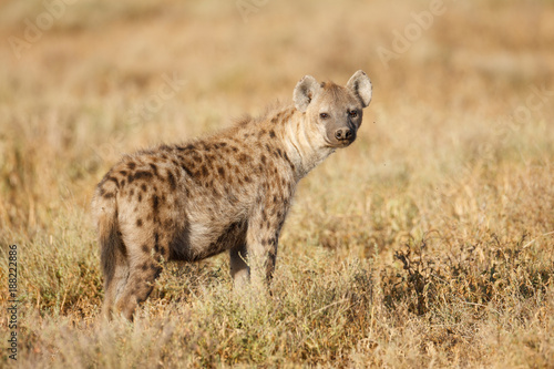 Canvas-taulu Spotted Hyena