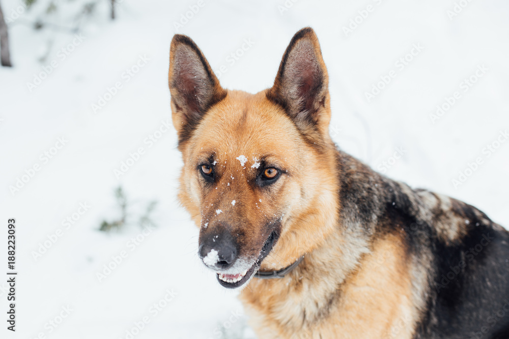 Beautiful pure bred german shepherd female dog on walk or rescue operation in winter forest covered in snow. Amazing travel inspiration adventure freedom lifestyle in great outdoors Beautiful pure bred german shepherd female dog on walk or rescue operation in winter forest covered in snow. Amazing travel inspiration adventure freedom lifestyle in great outdoors
