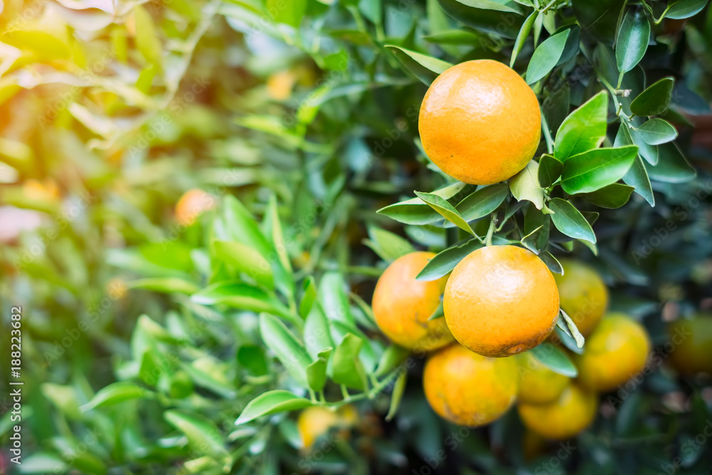 Ripe and fresh oranges hanging on branch, orange orchard Ripe and fresh oranges hanging on branch, orange orchard