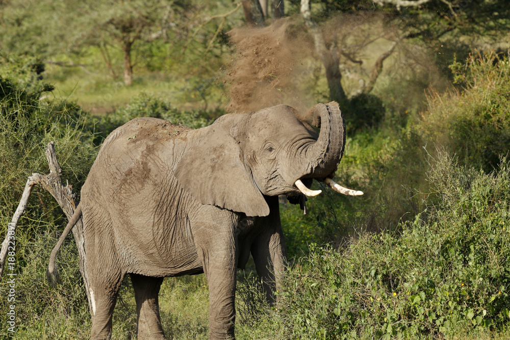 Elephant Dust Bath Elephant Dust Bath