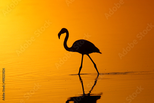 Flamingo Silhouette