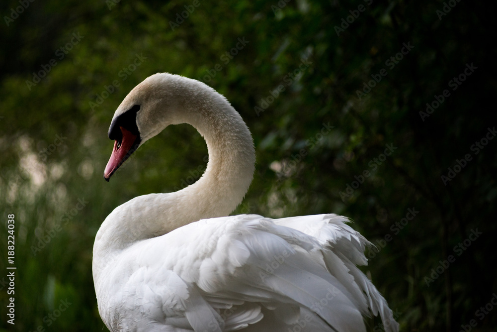 Obraz premium White swan