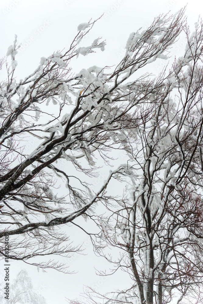 Obraz premium Branches of a snow-covered, icy tree.