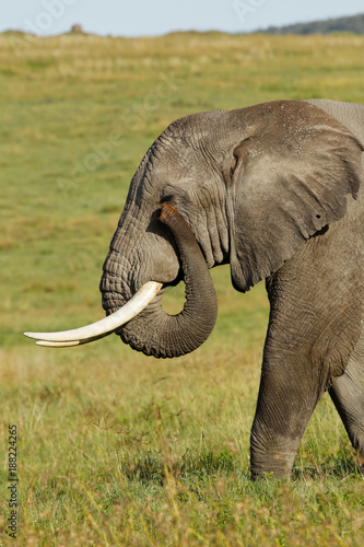 African Elephant