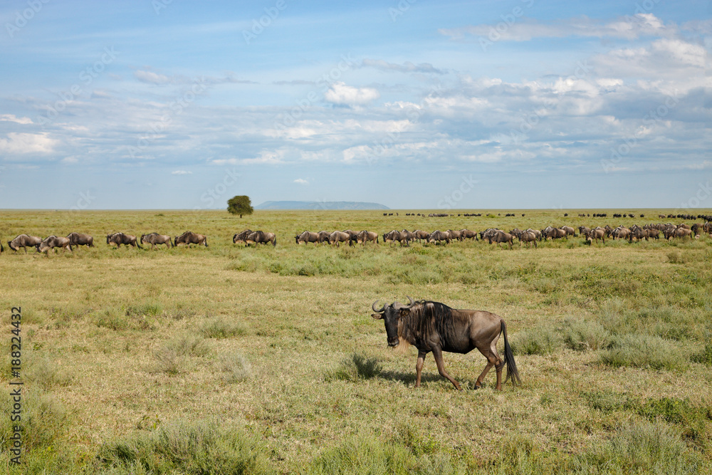 Herd of Wildebeest Herd of Wildebeest