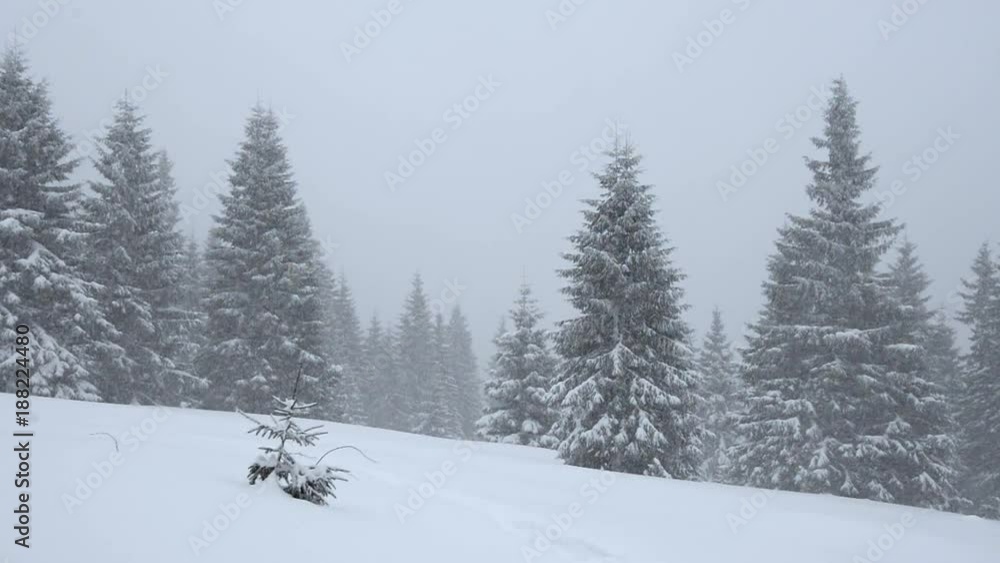 Strong snowfall in the mountains - snow falls from the gray sky, among the huge spruce trees. Nature in a wilderness. Strong snowfall in the mountains - snow falls from the gray sky, among the huge spruce trees. Nature in a wilderness.