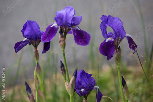 Purple Irises