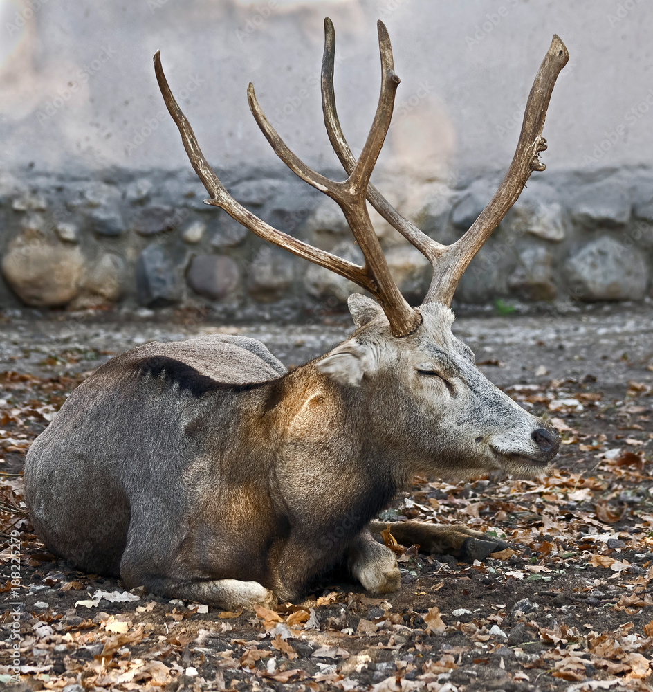 Fototapeta premium Pere David`s deer male. Latin name - Elaphurus davidianus