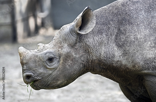 African rhinoceros. Latin name - Diceros bicornis © Mikhail Blajenov