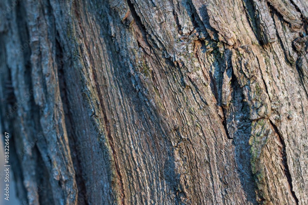 Closeup of the tree bark Closeup of the tree bark