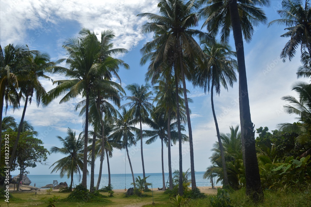Palm trees on a beach of Koh Phangan
