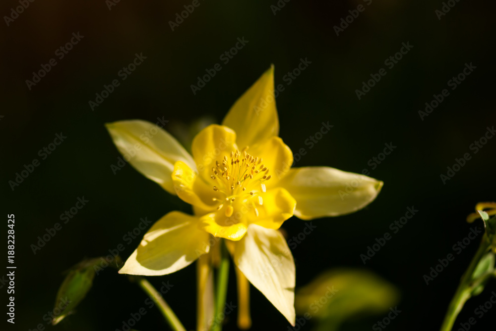 Yellow Columbine Flower with Dark Background