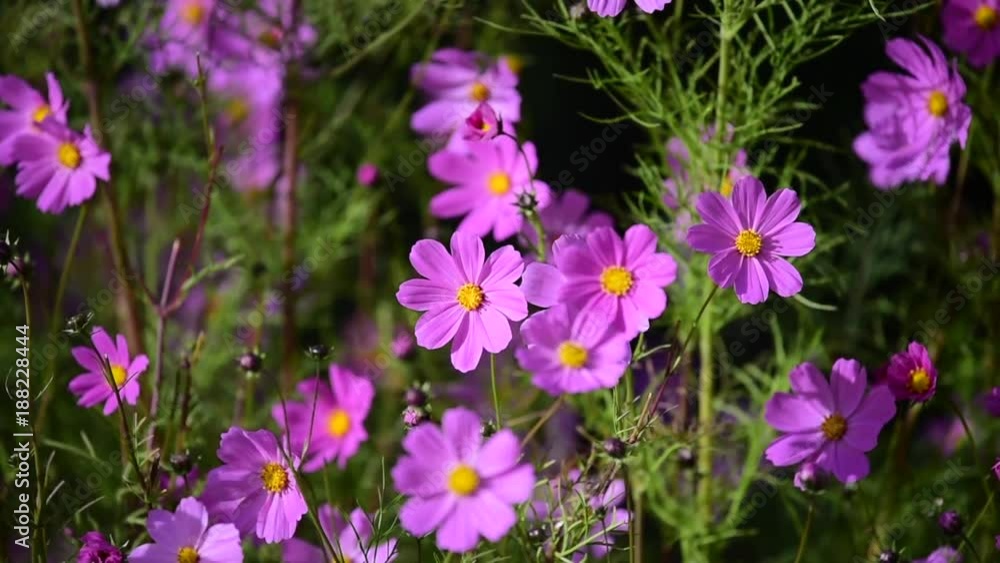 beautiful flower field cosmos pink flowers swaying beautiful flower field cosmos pink flowers swaying
