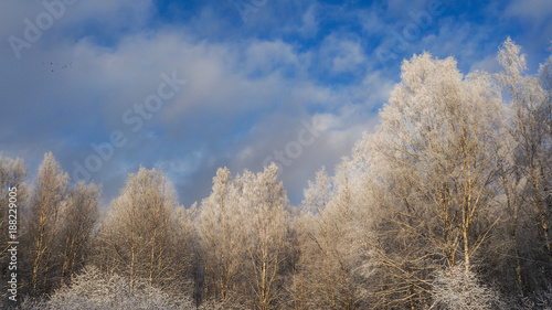 Winter Sunny forest. The snow-covered landscape.