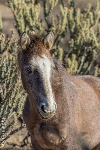 Beautiful Wild Horse in the Arizona Desert © natureguy