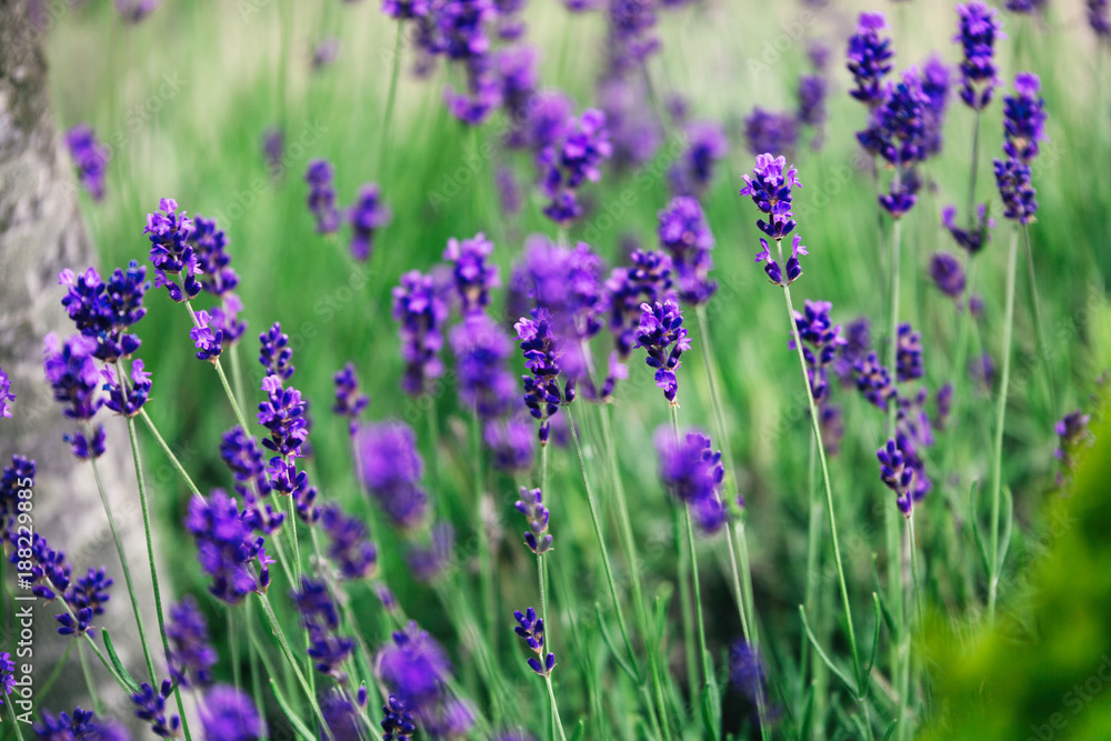 Picture of lavender flowers on field at sunlight Picture of lavender flowers on field at sunlight