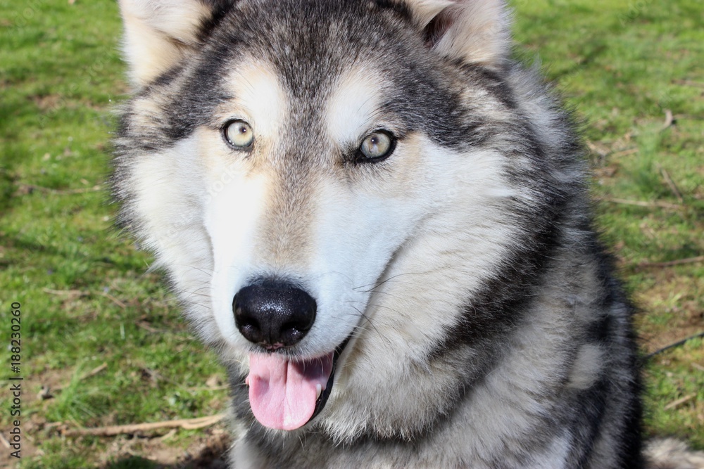 BEAUTIFUL WOLF HYBRID BEAUTIFUL WOLF HYBRID