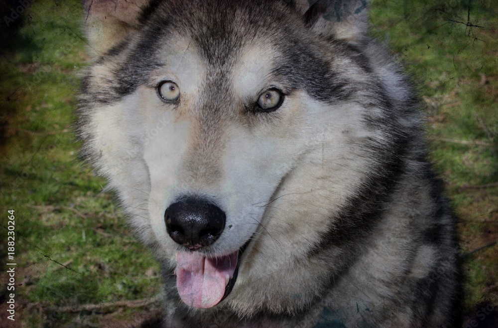 BEAUTIFUL WOLF HYBRID