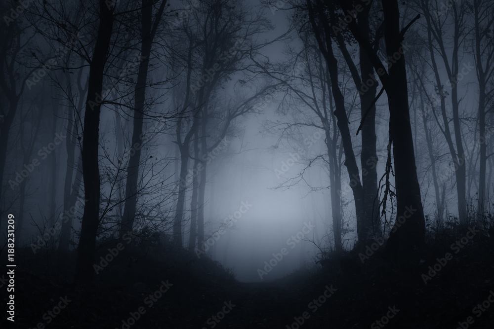 Naklejka premium ciemna straszna leśna droga w mglisty wieczór