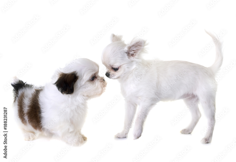 puppy shih tzu and chihuahua puppy shih tzu and chihuahua