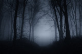 dark scary forest road on foggy night