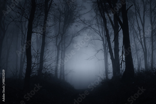 dark scary forest road on foggy night
