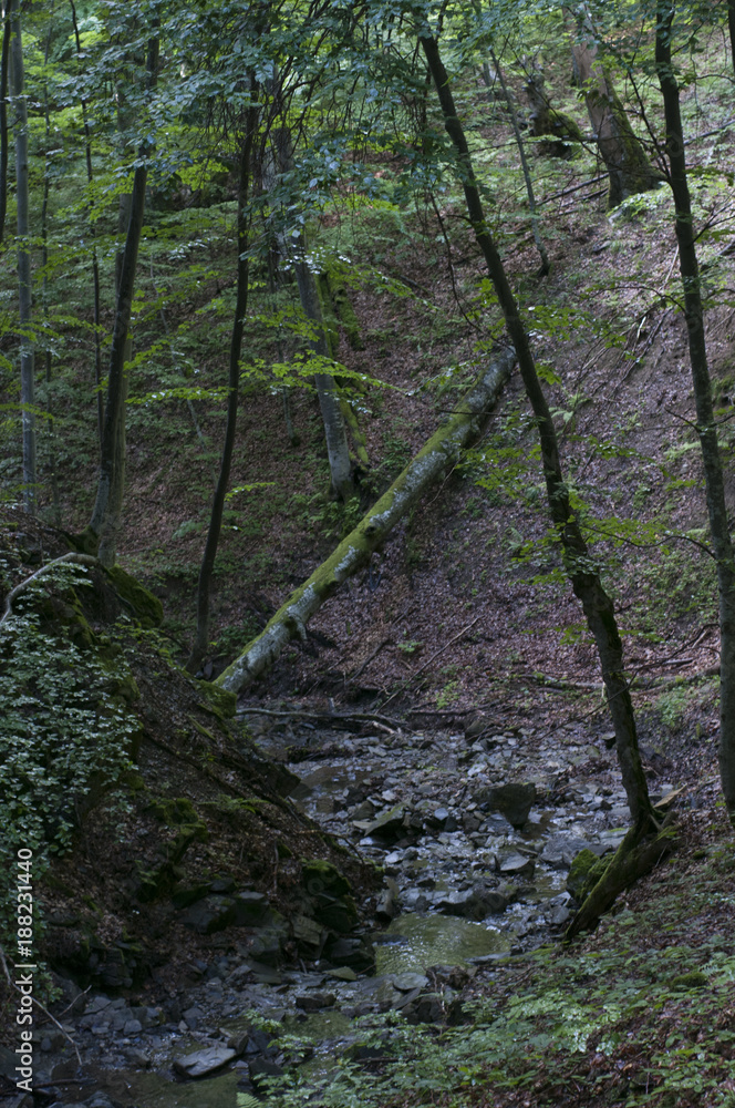 Landscape with mountains, forest and a river in Poland
Landscape with mountains, forest and a river in Poland
