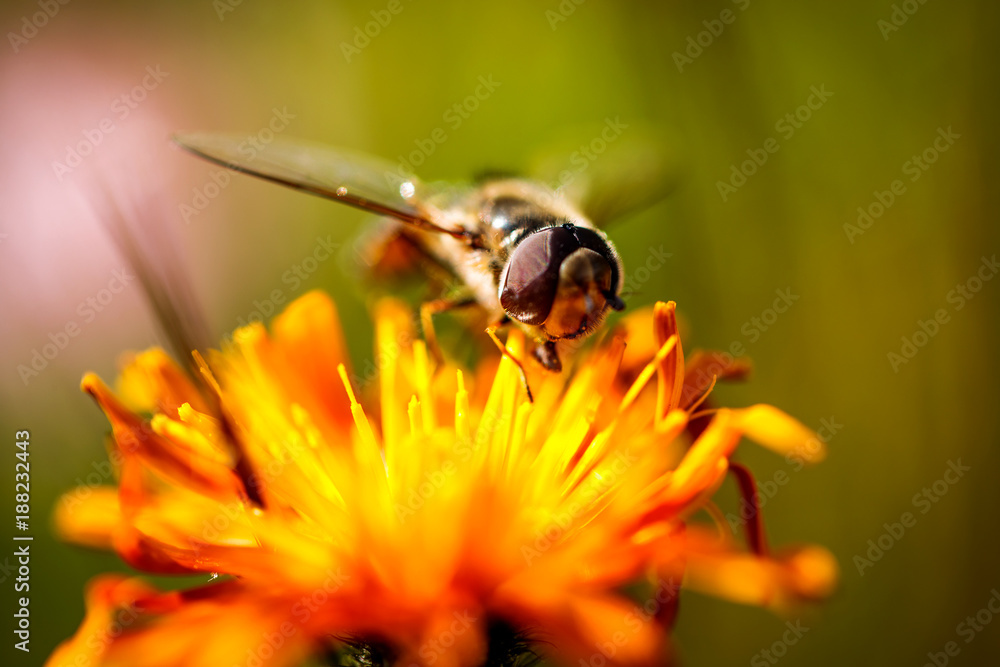 Wasp collects nectar from flower crepis alpina Wasp collects nectar from flower crepis alpina