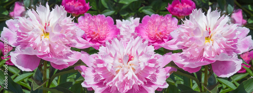 banner sightly lovely trendy pink peony grows on a flower bed