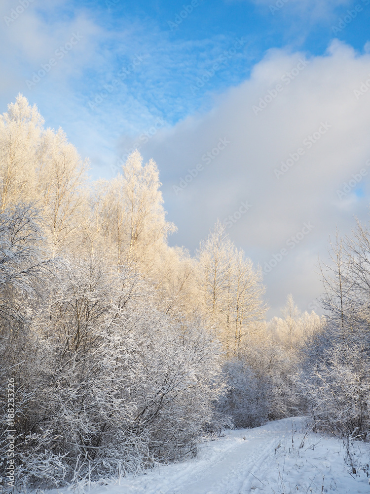 Winter Sunny forest. The snow-covered landscape.
Winter Sunny forest. The snow-covered landscape.