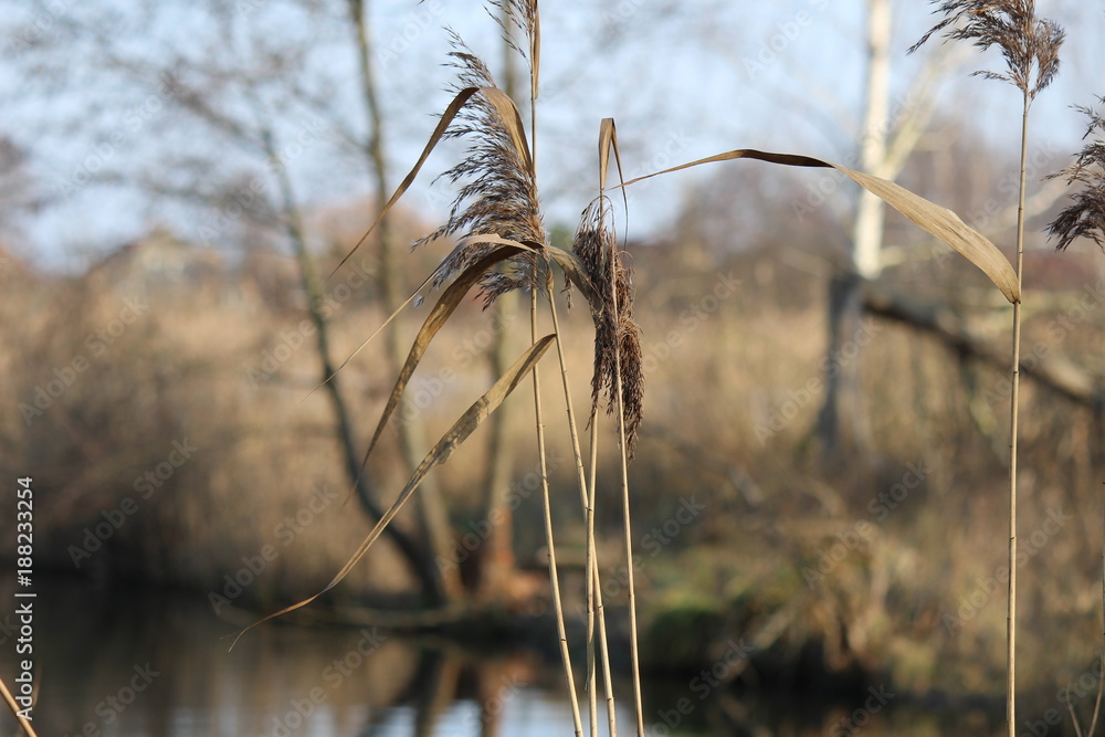 Fototapeta premium Schilfgras im Wind