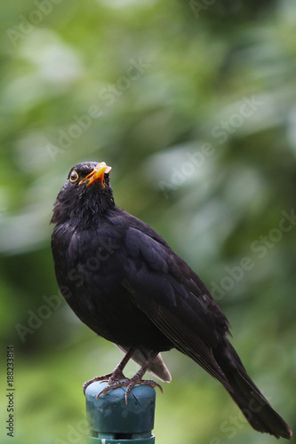 Amsel