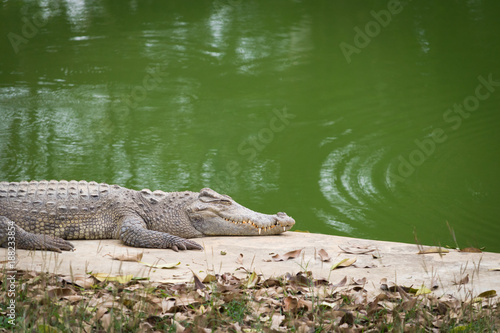 Crocodile basking in the sun