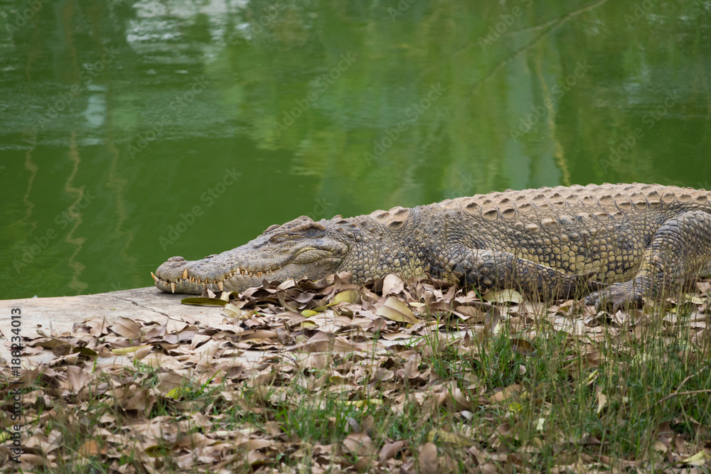 Crocodile basking in the sun Crocodile basking in the sun