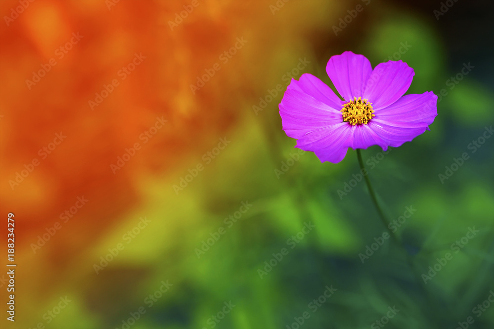Fototapeta premium Violet flower blurred background