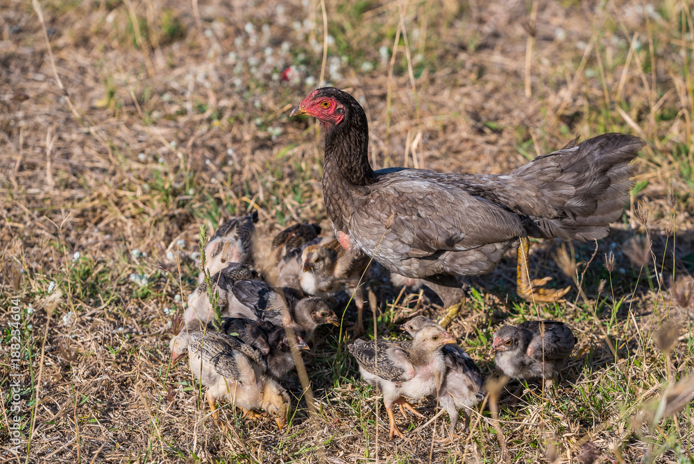 A young hen teaches her chicks to find food from the ground. A young hen teaches her chicks to find food from the ground.