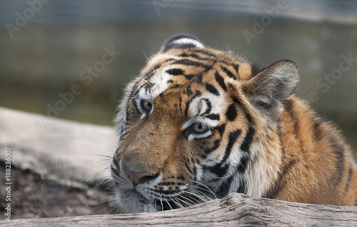 Fototapeta Naklejka Na Ścianę i Meble -  tiger