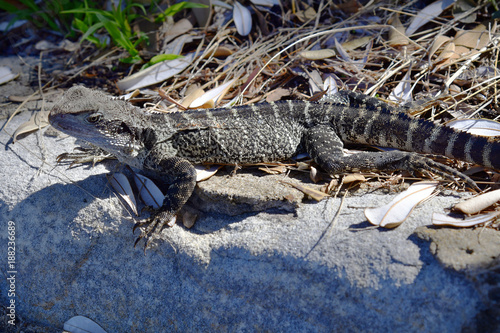 Australia, Zoology, Reptile