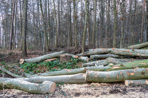 Gefällter Baum