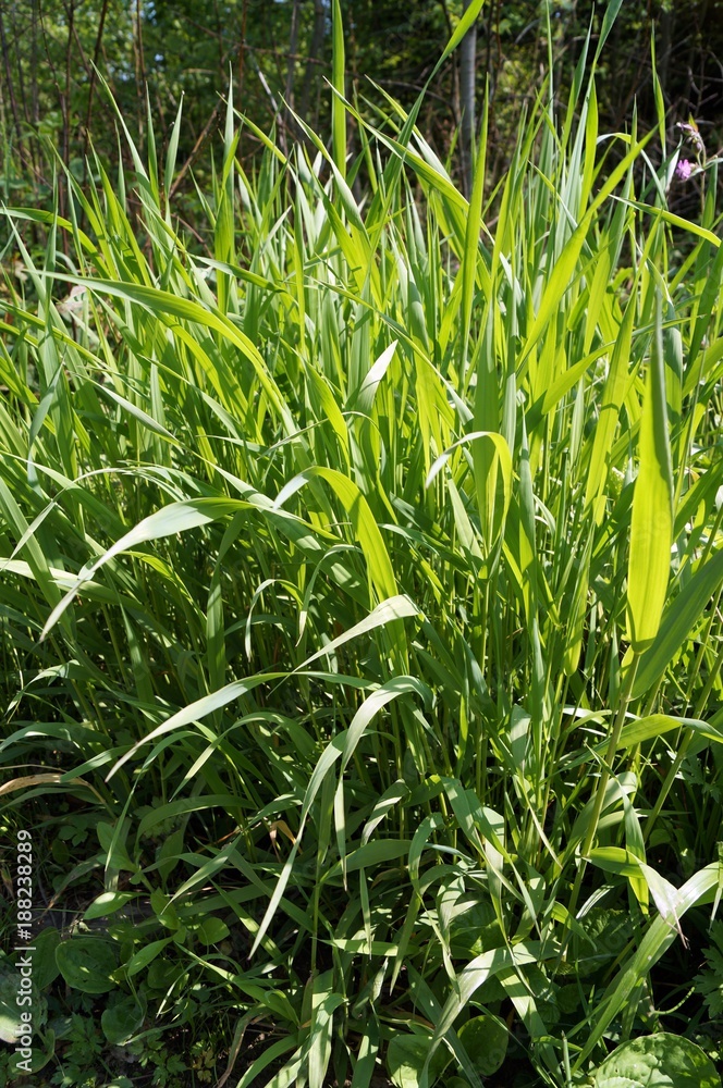 A bush of green grass with long thin leaves on a sunny day A bush of green grass with long thin leaves on a sunny day