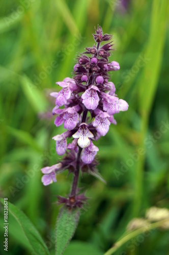 Field plant with beautiful violet flowers and green leaves