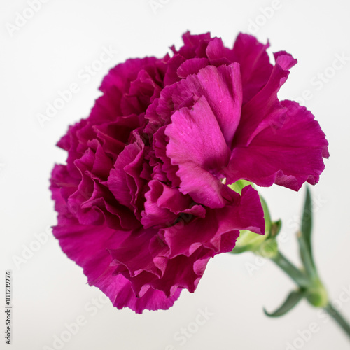 One Purple Carnation