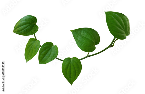 Green leaves of peppercorn plant isolated on white background, clipping path included