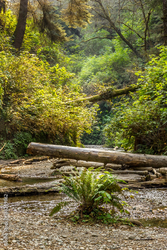 Redwood National Park idyll