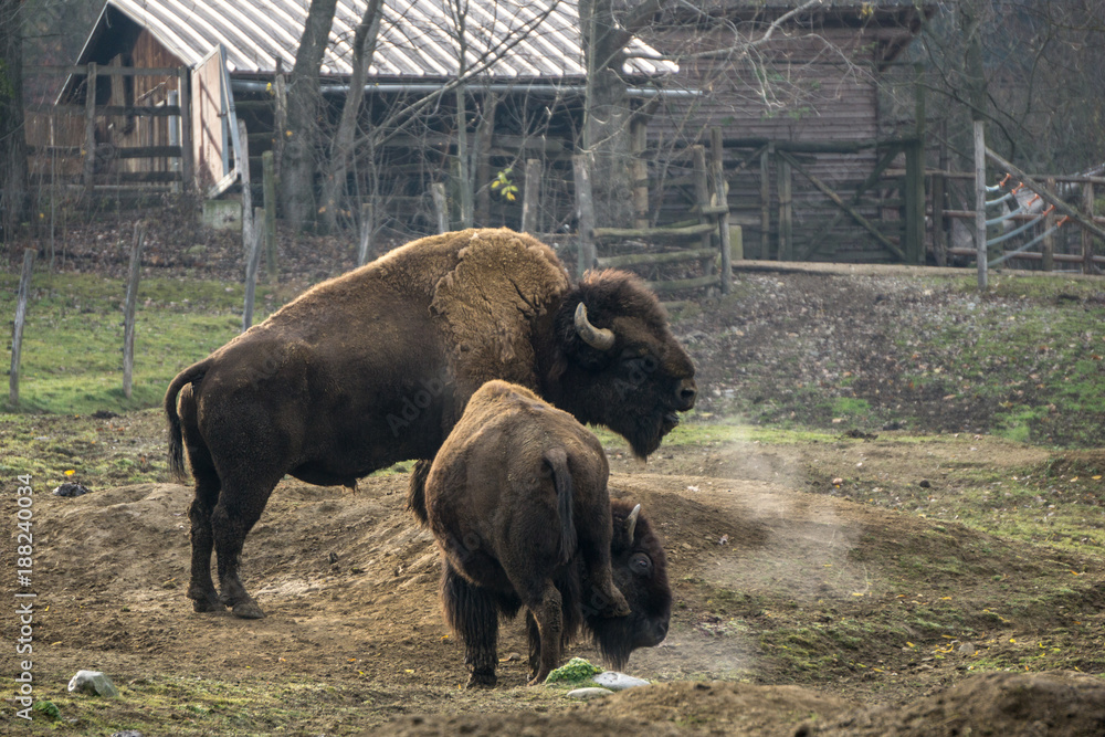 Bison breathing out steam on a cold morning Bison breathing out steam on a cold morning